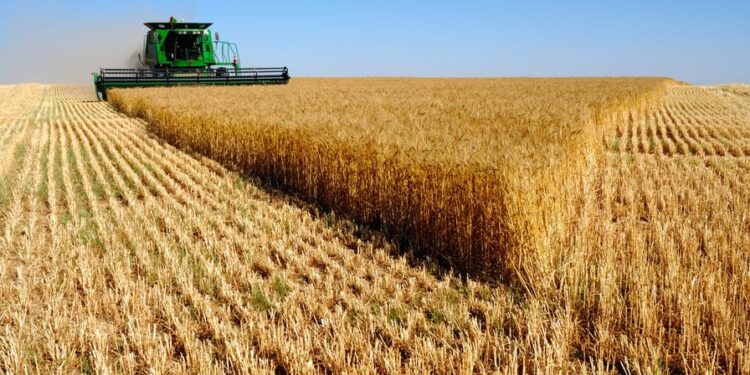 La Russie propose un partenariat de blé avantageux pour le Maroc