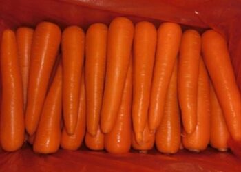 Une croissance exceptionnelle des exportations de carottes marocaines en Espagne