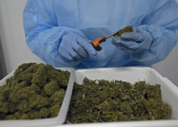 Le Maroc se positionne sur le marché international du cannabis