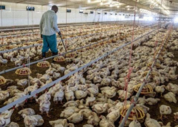 Crisis aviaire en Afrique du Sud : 7 millions de poulets abattus