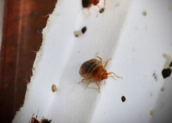 Épidémie de Punaises de Lit en France: Tanger Med en état d’alerte