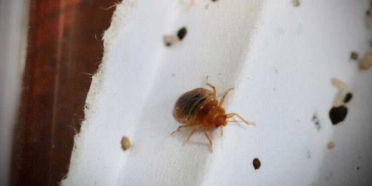 Épidémie de Punaises de Lit en France: Tanger Med en état d’alerte