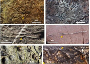 Les plus anciennes traces de vie pluricellulaire découvertes au Maroc