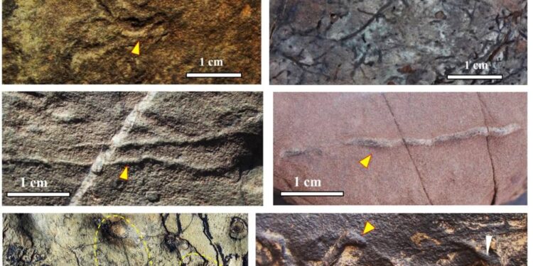 Les plus anciennes traces de vie pluricellulaire découvertes au Maroc
