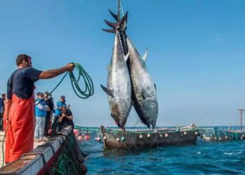 Futur du protocole de pêche Maroc-UE : Décision attendue en 2024