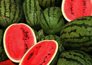 Le Maroc réduit sa production de pastèques en réponse à la sécheresse sévère