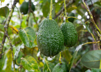 Voici la raison de la baisse des prix de l’avocat au Maroc