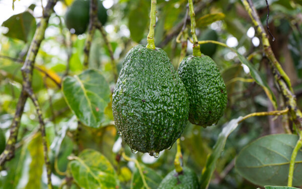 Voici la raison de la baisse des prix de l’avocat au Maroc