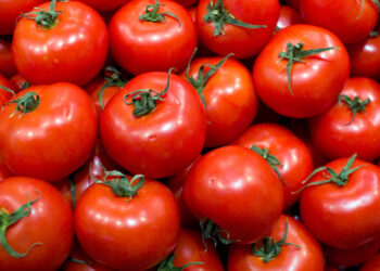 Le Maroc surpasse l’Espagne et devient le premier fournisseur de tomates en Europe