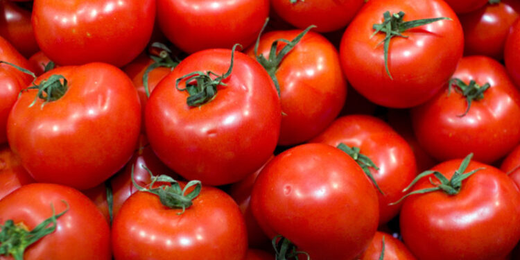 Le Maroc surpasse l’Espagne et devient le premier fournisseur de tomates en Europe