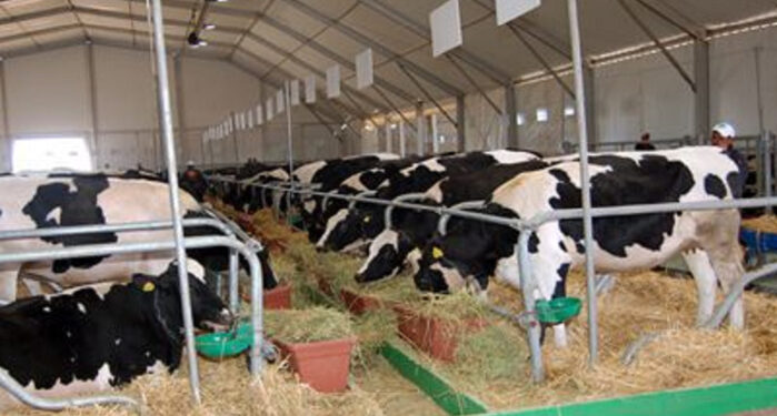 Allemagne: Interdiction d’exportation de bovins vers le Maroc et autres pays par l’état de Basse-Saxe