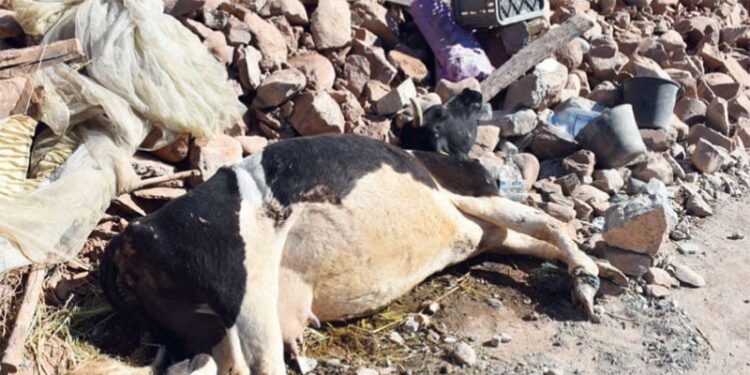 Solidarité et urgence: Al-Haouz se mobilise pour son cheptel décimé