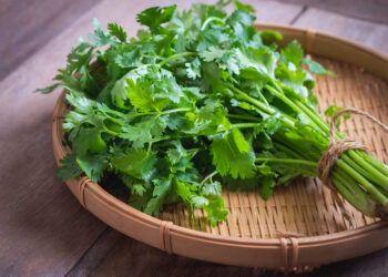 Les Pouvoirs Miraculeux de la Coriandre: Une Dynamo Culinaire et Détox