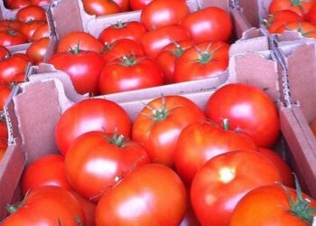 Tomates : Entre exportation et inflation, un impact direct sur les consommateurs