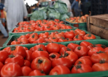 Tomate inabordable : La tomate au Maroc devient un luxe !