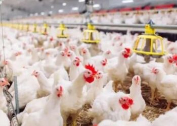 Flambée des prix de la volaille au Maroc : Un impact direct sur les consommateurs
