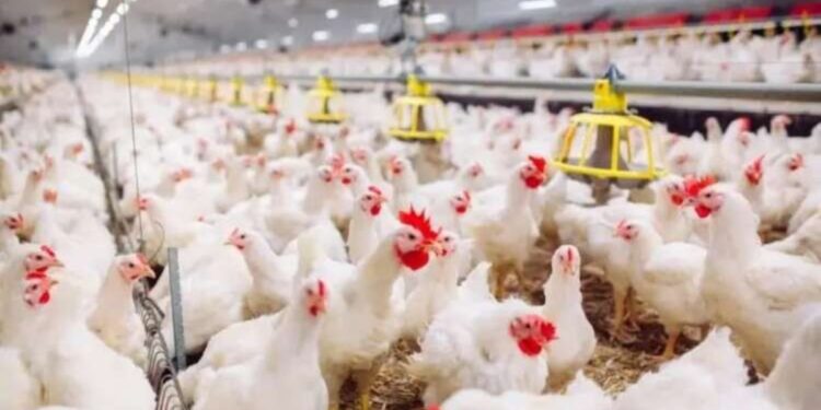 Flambée des prix de la volaille au Maroc : Un impact direct sur les consommateurs