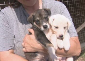 Polémique à Taounate : Une femme filmée allaitant des chiots provoque l’indignation