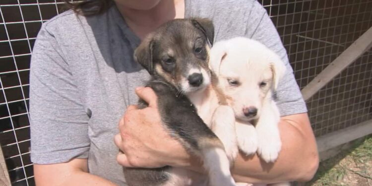 Polémique à Taounate : Une femme filmée allaitant des chiots provoque l’indignation