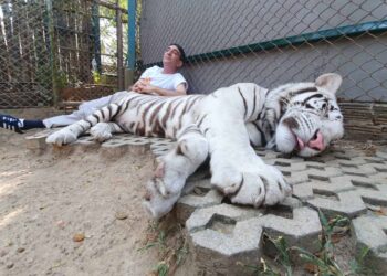 Nouamane Lahlou, le chanteur qui endort les tigres avec sa voix