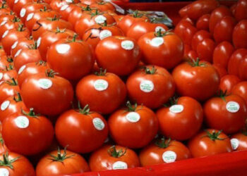 Qui veut la peau de la tomate made in Morocco !?