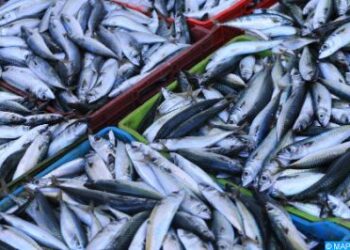 La sardine, poisson des pauvres, atteint un prix record en ce mois de Ramadan