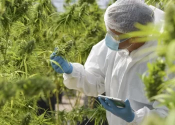 Vers une nouvelle ère thérapeutique : Les médicaments au cannabis approuvés au Maroc