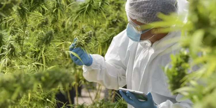 Vers une nouvelle ère thérapeutique : Les médicaments au cannabis approuvés au Maroc