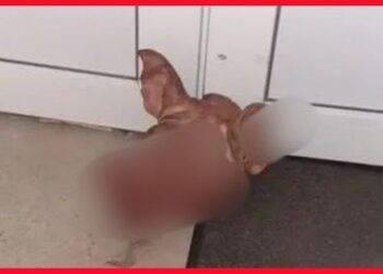 Une tête de porc a été retrouvée devant la porte de la mosquée de Saint-Omer