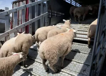 Nouvelles mesures de soutien à l’importation de moutons au Maroc