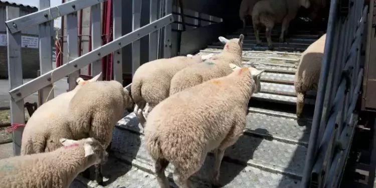 Nouvelles mesures de soutien à l’importation de moutons au Maroc