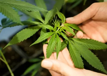Découvrez le label approuvé pour le cannabis légal ‘Made in Morocco' »