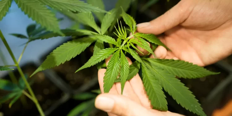 Découvrez le label approuvé pour le cannabis légal ‘Made in Morocco' »