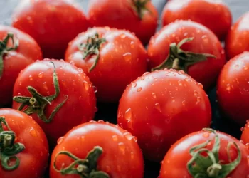 Appels pour abolir les taxes sur les tomates marocaines au Royaume-Uni : Daniel Hannan monte au créneau