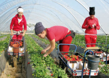 Exploitation des saisonnières marocaines en Espagne : un problème persistant