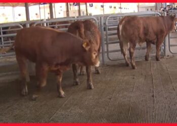 Nouvel abattoir régional à Bouknadel: Des abattoirs modernes pour accueillir 1500 têtes de bétail par jour