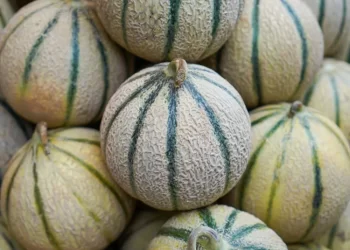 Nouvelle alerte sanitaire : des melons marocains sous surveillance en Espagne