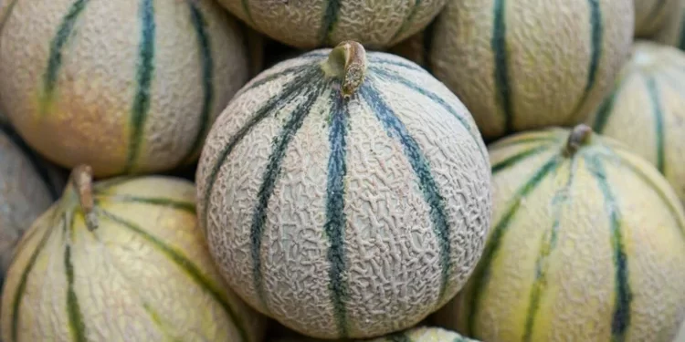 Nouvelle alerte sanitaire : des melons marocains sous surveillance en Espagne