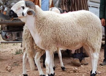 Un Aïd Al Adha Inaccessible pour Nombreux Marocains