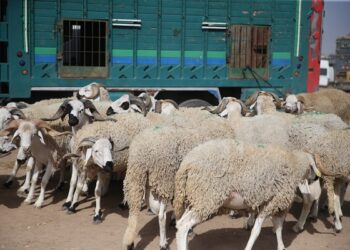 Vague de Vols de Moutons à Settat à l’Approche de l’Aïd Al Adha