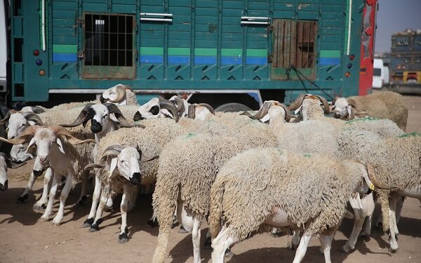 Vague de Vols de Moutons à Settat à l’Approche de l’Aïd Al Adha