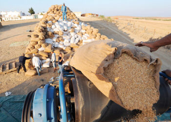 Importations de blé : La Russie s’affirme comme troisième fournisseur du Maroc