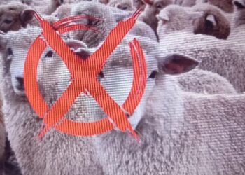 Alerte aux arnaques : vigilance accrue pour l’achat des moutons de l’Aïd sur les réseaux sociaux