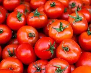 L’Algérie déclare la guerre à la domination marocaine sur le marché de la tomate