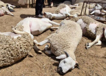 Moutons morts à Berrechid : Maladie du mouton ou simple intoxication alimentaire ? Les Révélations de l’ONSSA
