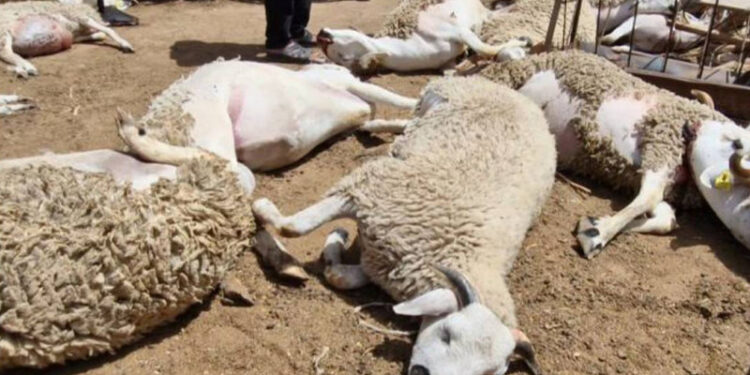 Moutons morts à Berrechid : Maladie du mouton ou simple intoxication alimentaire ? Les Révélations de l’ONSSA