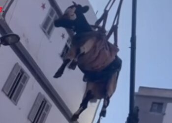 Video: La rocambolesque tentative de hisser une vache sur un toit au Maroc fait le buzz