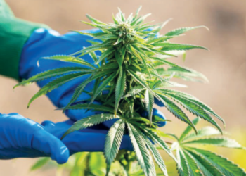 Le Maroc s’engage dans la course au marché Européen du cannabis légal