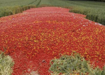 Crise agricole à Doukkala : Les agriculteurs contraints de détruire leurs récoltes de légumes