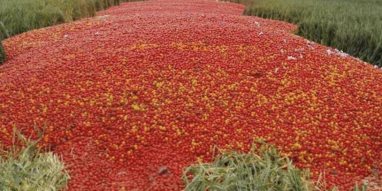Crise agricole à Doukkala : Les agriculteurs contraints de détruire leurs récoltes de légumes